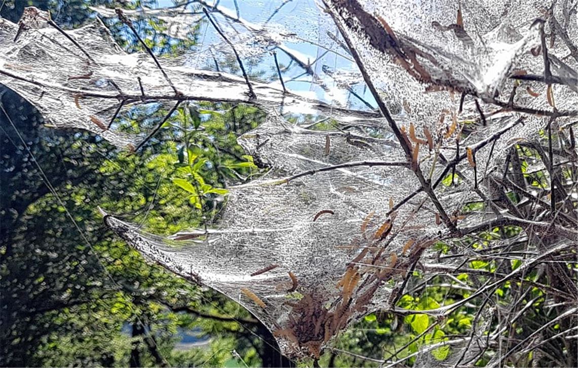 Raupen lassen oft kein Blatt übrig