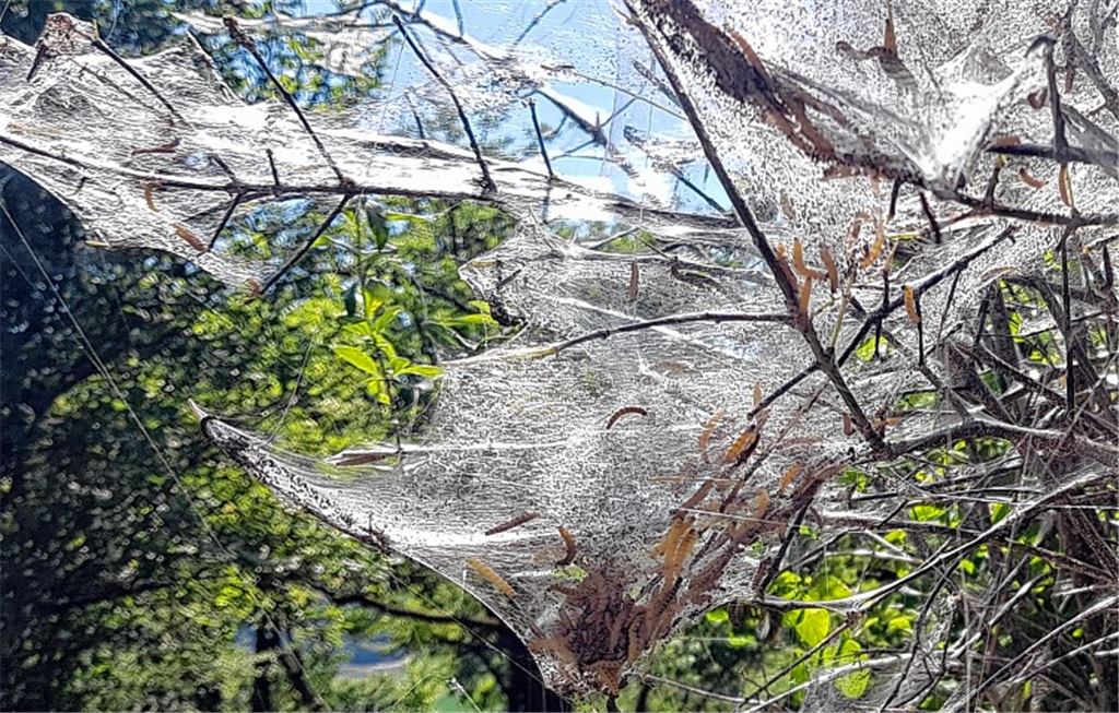 Raupen lassen oft kein Blatt übrig