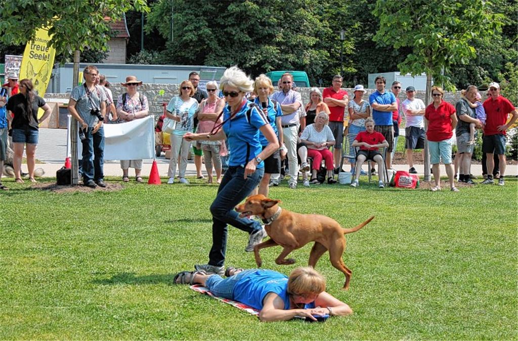 Am „Tag des Hundes“ präsentiert unter anderem der HSV Mühlacker seine verschiedenen Hundegruppen. Außerdem mit dabei: die Jugend des MV Mühlacker, der TV mit der „Bewegten Wiese“ und die Jägervereinigung Pforzheim-Enzkreis.