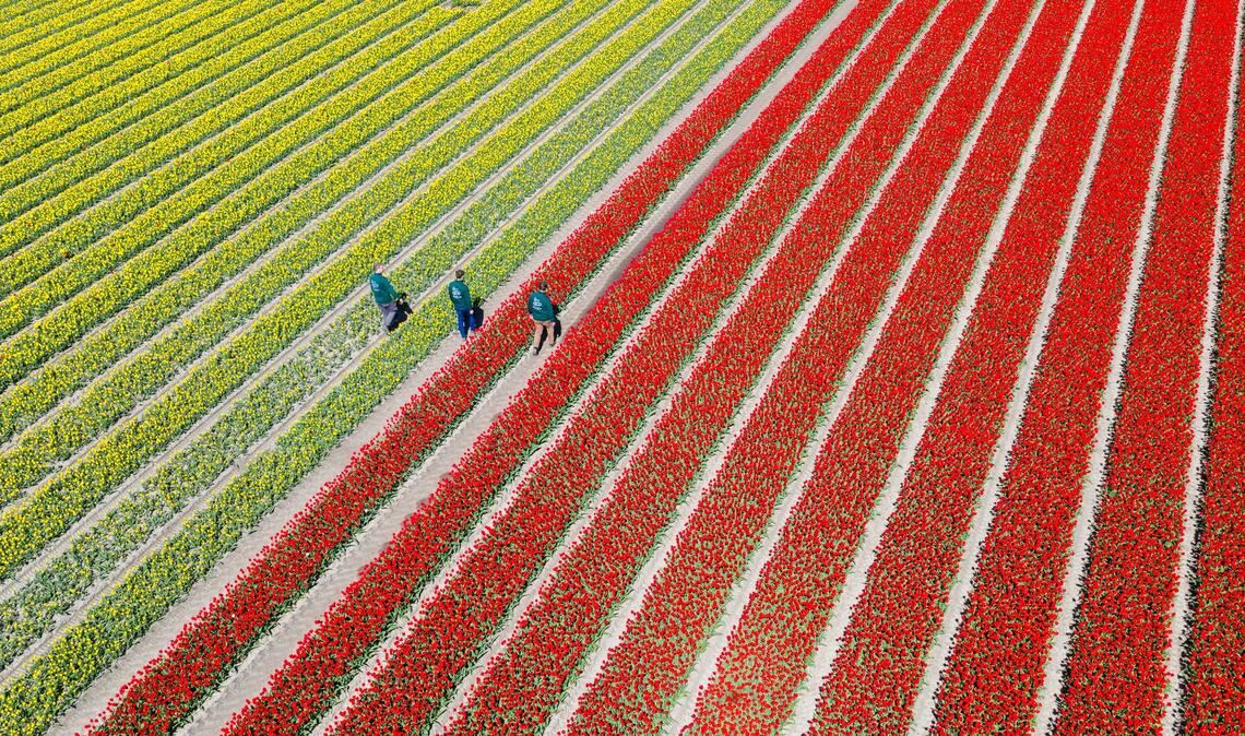 Am Wochenende findet hier zum vierten Mal der "Tag des offenen Tulpenfeldes" statt. Das Betreten der Felder ist normalerweise verboten.