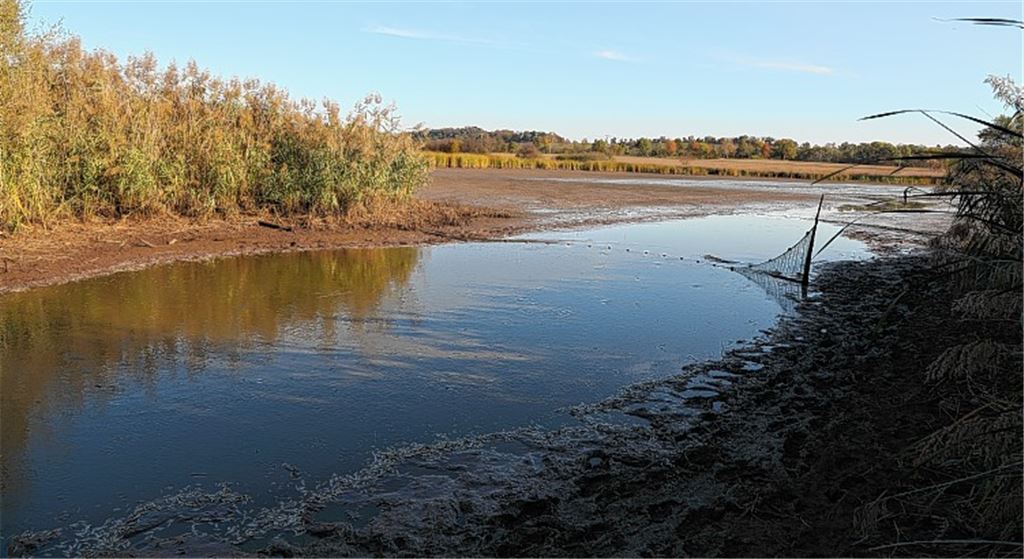Fischsterben im Rossweiher