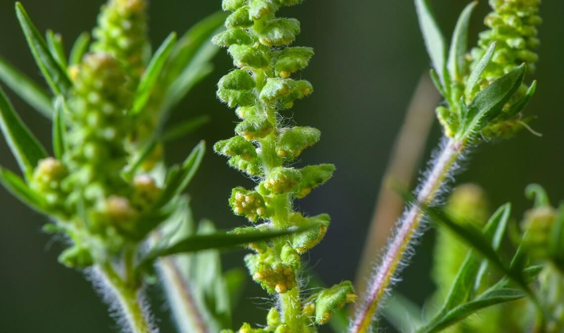 Ambrosia-Pollen können schon in kleinen Mengen heftige allergische Reaktionen auslösen. (Archivbild)