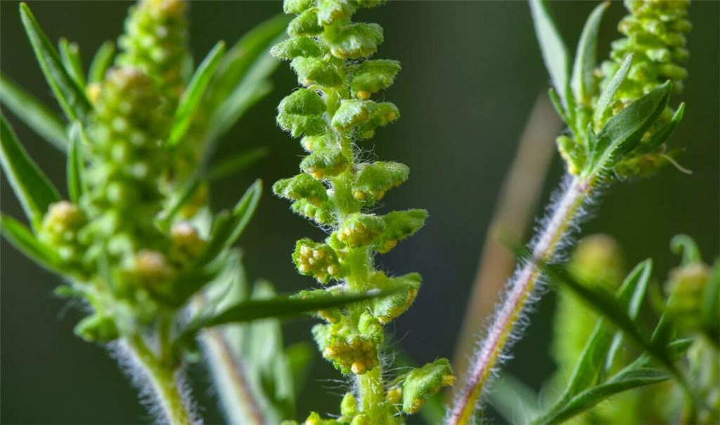 Ambrosia-Pollen können schon in kleinen Mengen heftige allergische Reaktionen auslösen. (Archivbild)
