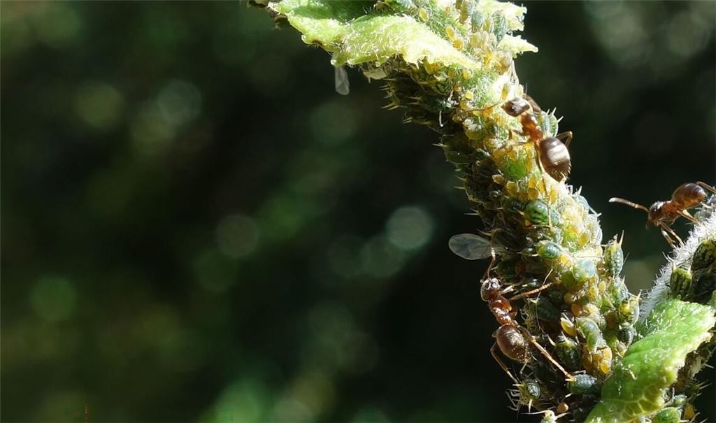 Ameisen melken Blattläuse und ernähren sich von ihren Ausscheidungen, dem Honigtau.