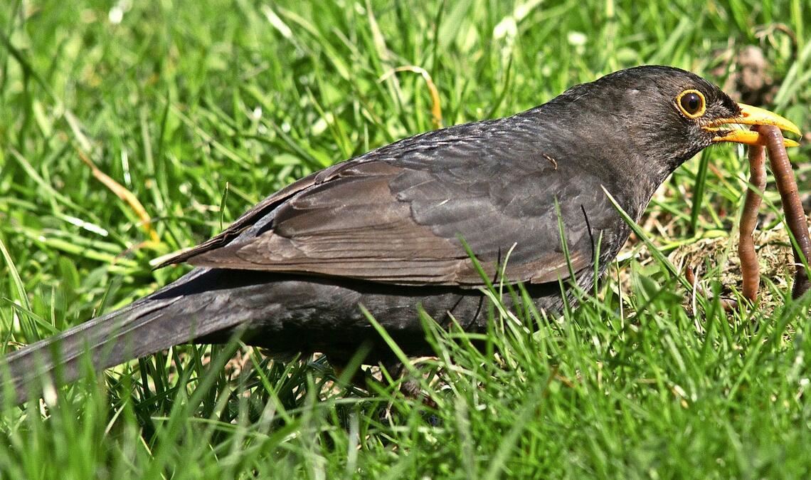 Amsel oder Schwarzdrossel (Turdus merula).