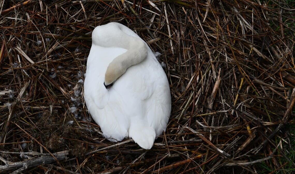An der Enz brüten Höckerschwäne. Innerhalb einer kurzen Distanz könnten zwei neue Familien entstehen. Fotos: Bosch