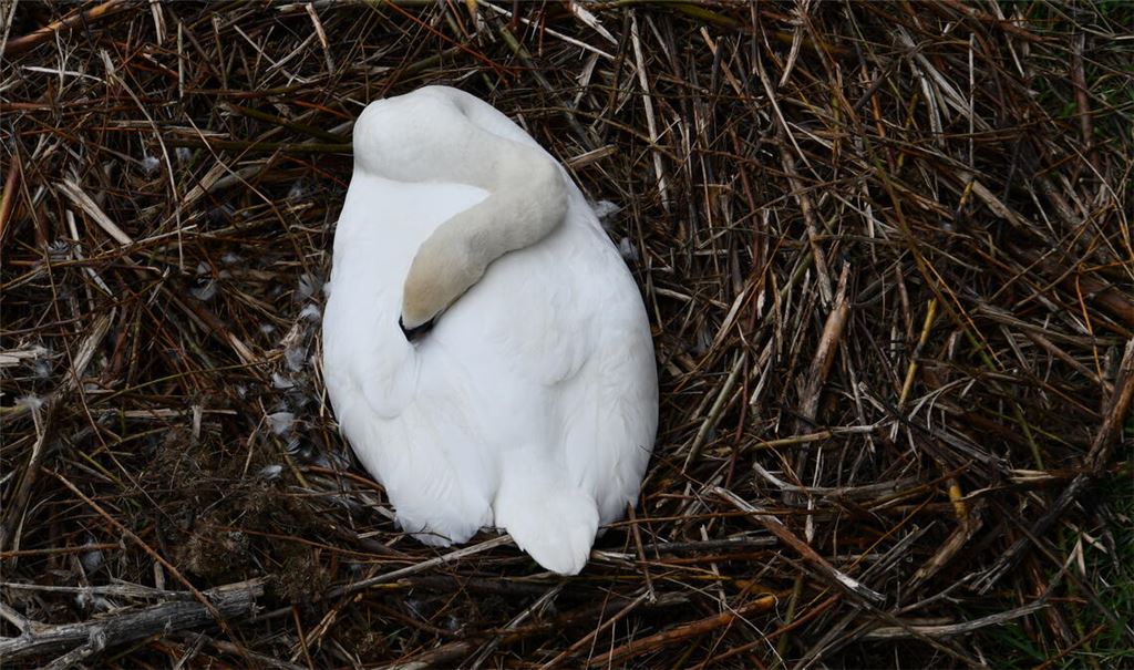 An der Enz brüten Höckerschwäne. Innerhalb einer kurzen Distanz könnten zwei neue Familien entstehen. Fotos: Bosch