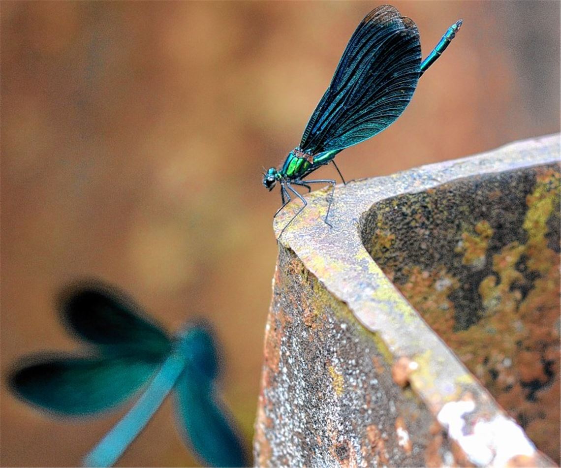 Farbtupfer als Signal für eine saubere Enz