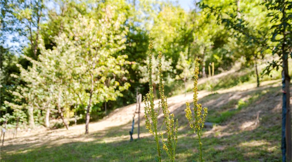 An der Frage, welche Grundstücke an der Enzschlinge in Mühlhausen welche Pflege brauchen und wer sich darum kümmern soll, scheiden sich die Geister. Foto: Fotomoment