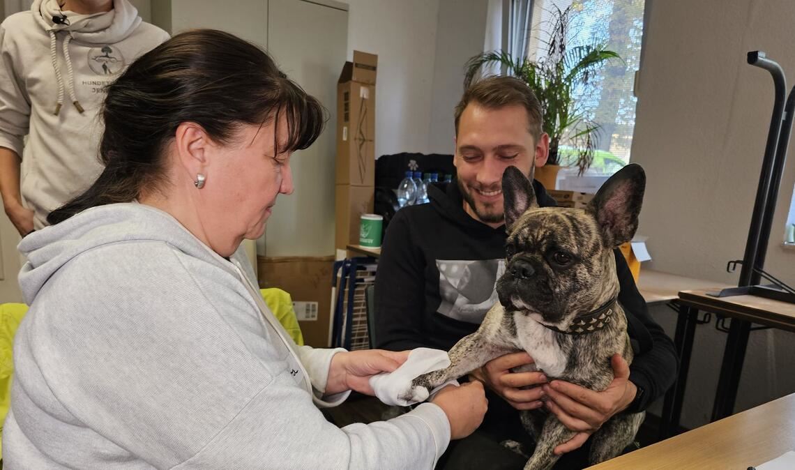 An der französischen Bulldogge "Buddy" übt eine Kursteilnehmerin das Verbinden einer Pfote.