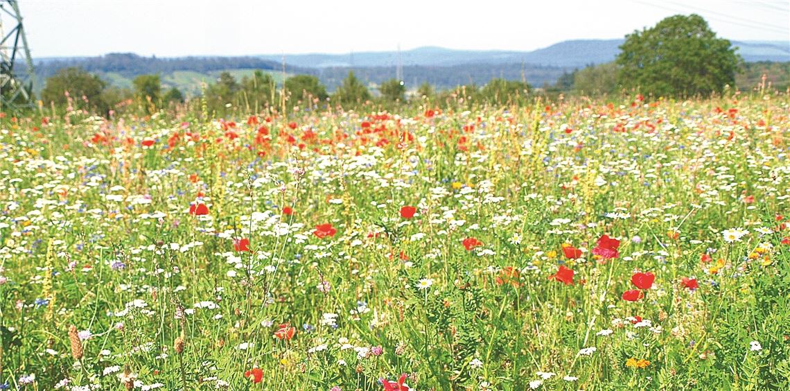 „Wir haben gerade andere Schwierigkeiten“ An diesen Blüten müssten Bienen ihre Freude haben. Der Gesetzgeber möchte die Artenvielfalt stärken. Doch in der Umsetzung ergeben sich Fragen. Foto: Archiv