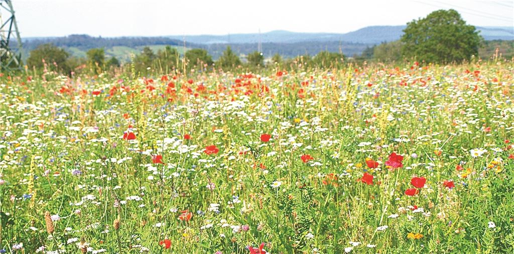 An diesen Blüten müssten Bienen ihre Freude haben. Der Gesetzgeber möchte die Artenvielfalt stärken. Doch in der Umsetzung ergeben sich Fragen. Foto: Archiv