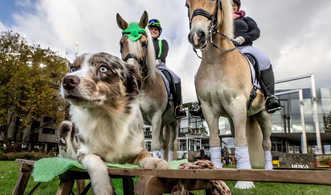 An drei Tagen erwartet die Messe "Hund & Pferd" rund 60.000 Besucherinnen und Besucher.