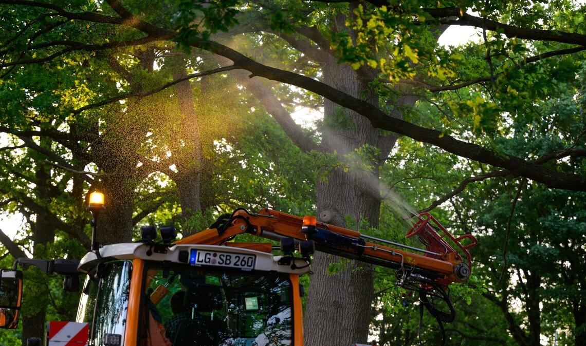 An einer Landstraße wird ein biologisches Mittel mit Nematoden gegen den Eichenprozessionsspinner versprüht.