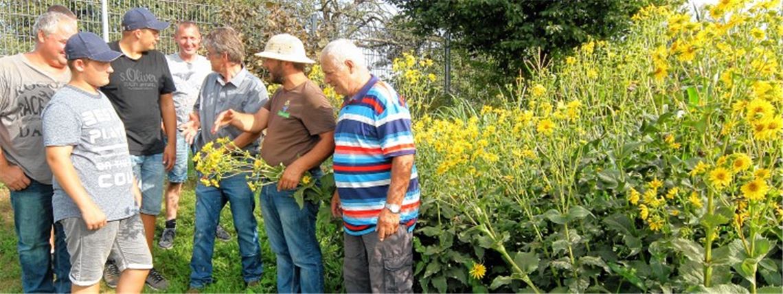 Blühender Ersatz für Mais