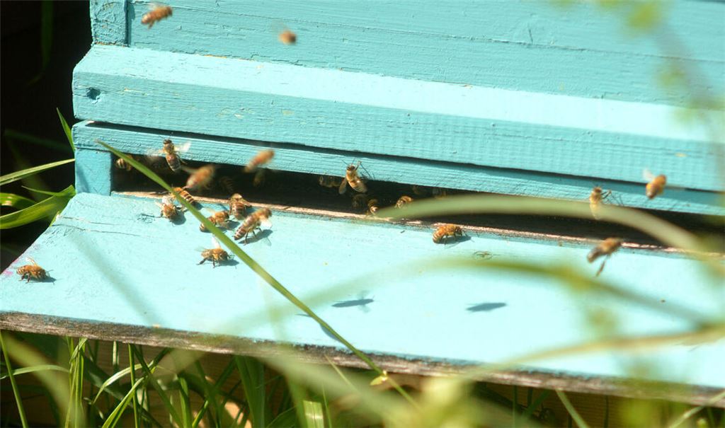 An warmen Sonnentagen herrscht reger Betrieb an den Bienenstöcken. Fotos: Stahlfeld