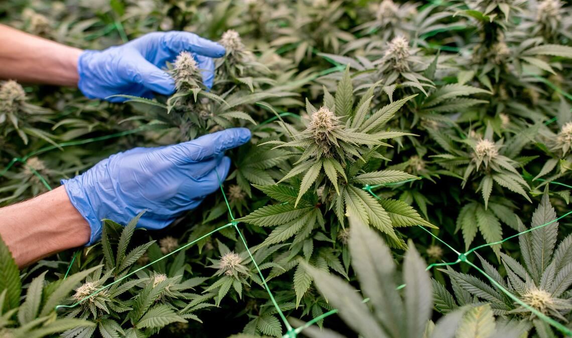 Anbauvereinigungen müssen in einem komplexen Verfahren genehmigt werden. (Symbolbild)