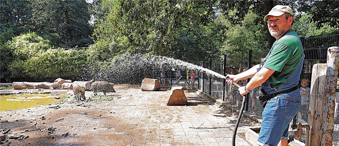 Andreas Herrmann, stellvertretender Leiter des Wildparks, sorgt bei den Wildschweinen für eine willkommene Abkühlung. Fotos: Roth