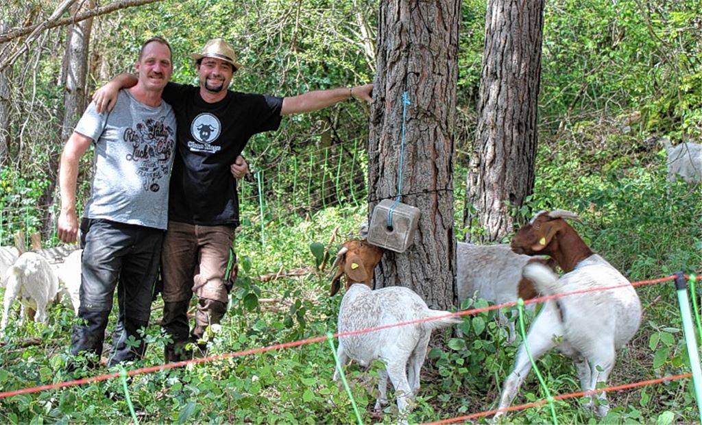 Ziegen als Landschaftspfleger im Einsatz