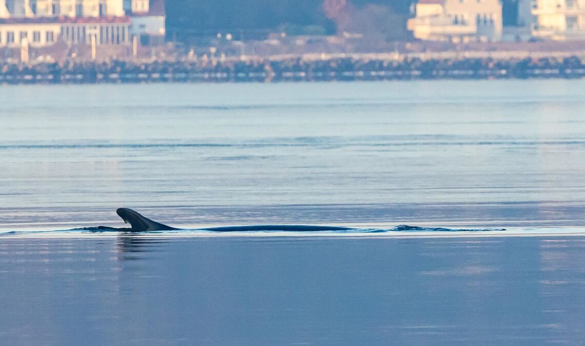 Anfang des Jahres war mehrfach ein Finnwal in der Flensburger Förde gesichtet worden. (Archivbild)