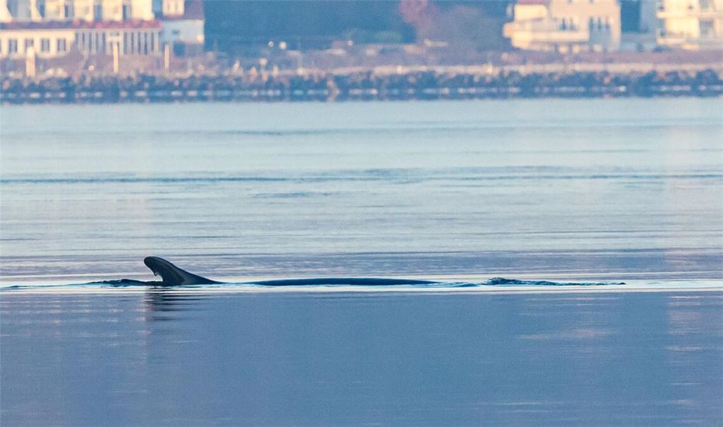 Anfang des Jahres war mehrfach ein Finnwal in der Flensburger Förde gesichtet worden. (Archivbild)