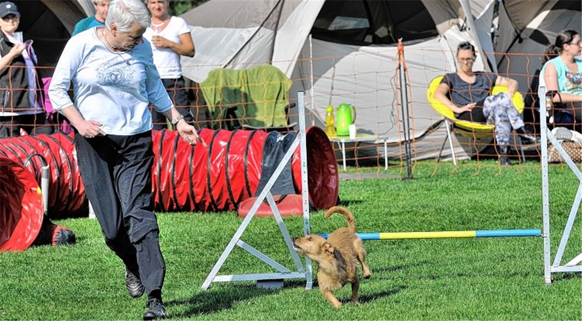 „Anfangs nur Disqualifikationen gelaufen“: Gundula Przybilla mit Puntik. Foto: Heintel
