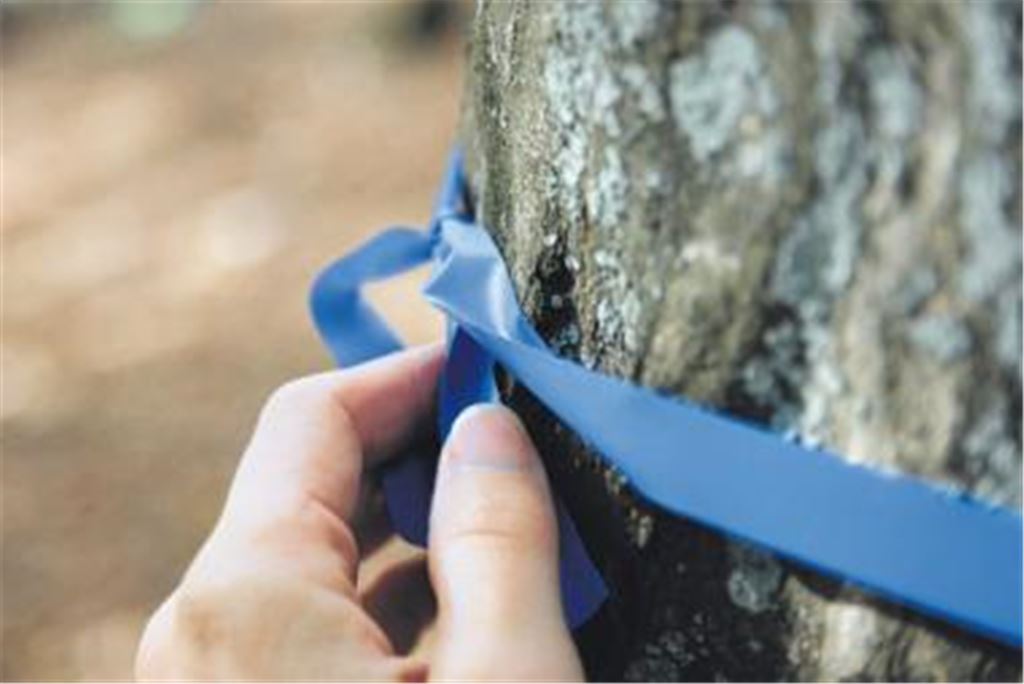 Angehörige können auch außerhalb von Friedhofsmauern trauern: Immer mehr Menschen wählen den Schatten eines Baums als letzte Ruhestätte. Die Grabpflege übernimmt die Natur. 
Foto: p