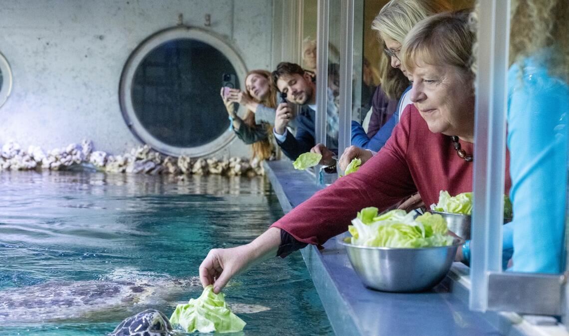 Angela Merkel (CDU), ehemalige Bundeskanzlerin, besuchte nach dem Festakt zum Abschluss der Modernisierung des Meeresmuseums die Ausstellung und den Aquarien-Keller mit den Schildkröten und fütterte eine Grüne Meeresschildkröte mit einem Salatblatt.