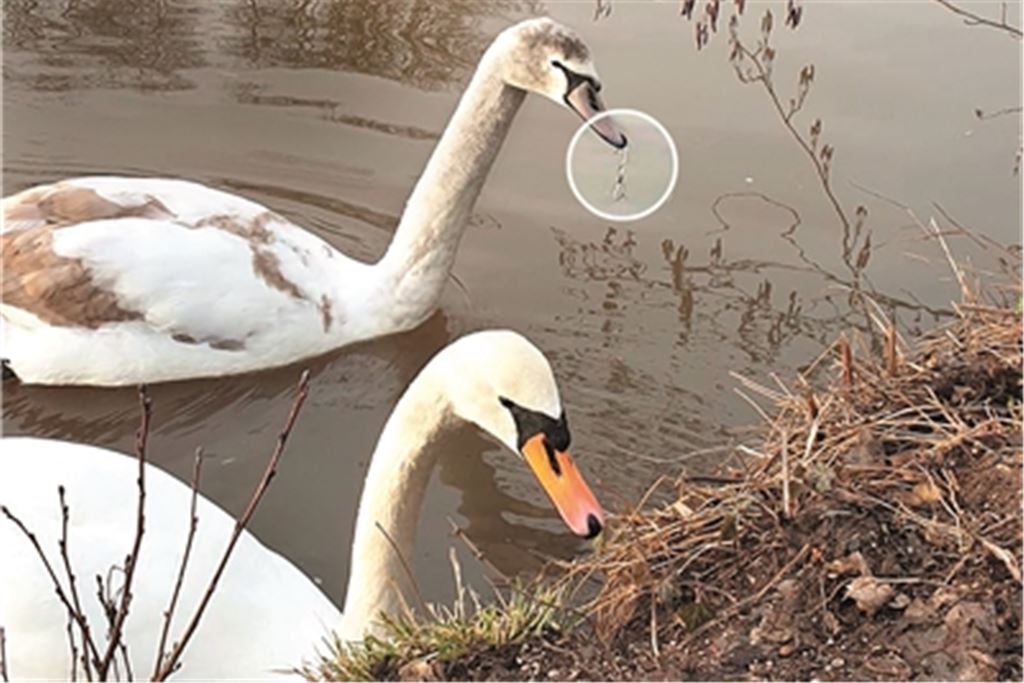 Angelzubehör – hier ein Haken im Schnabel eines Schwans – kann Tiere wie Wasservögel schwer verletzen und töten. Foto: privat
