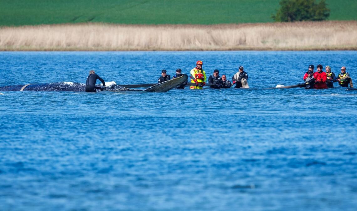 "Ans Würdelose grenzendes Gezerre" nennt Greenpeace-Experte Thilo Maack das Geschehen am Wal.