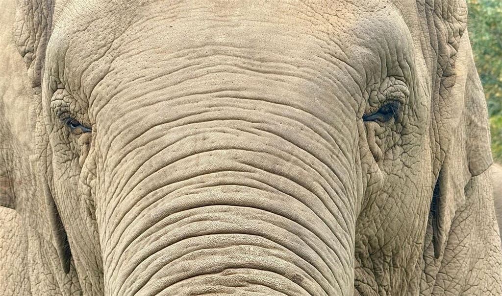 Anwohner vermuten, der Elefant könnte "einen Geschmack für menschliche Nahrung entwickelt" haben. (Archivbild)