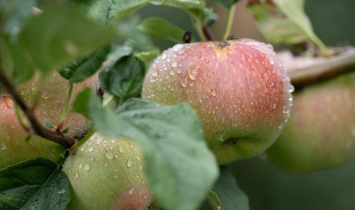 Bilder des Tages Apfelsaison in Sachsen: Äpfel hängen mit Regentropfen bedeckt an einem Baum auf einer Plantage.