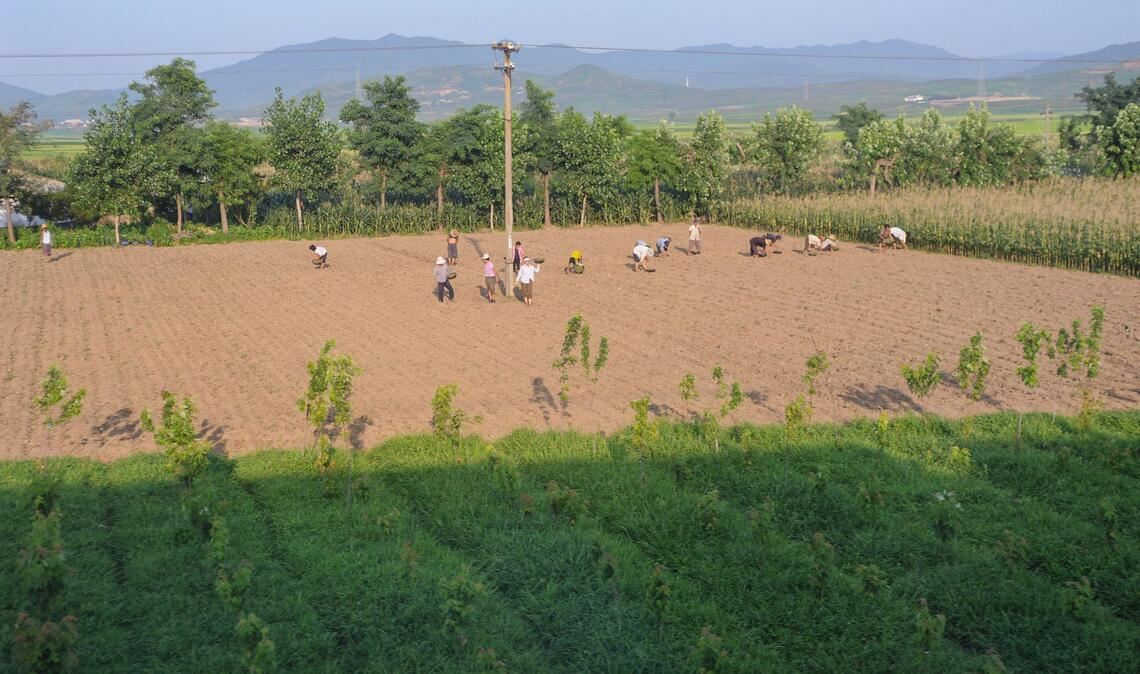 Arbeiter auf einem Feld in Nordkorea. Das asiatische Land hält – einer Studie zufolge – besonders viele Menschen als Sklaven. (Symbolbild)