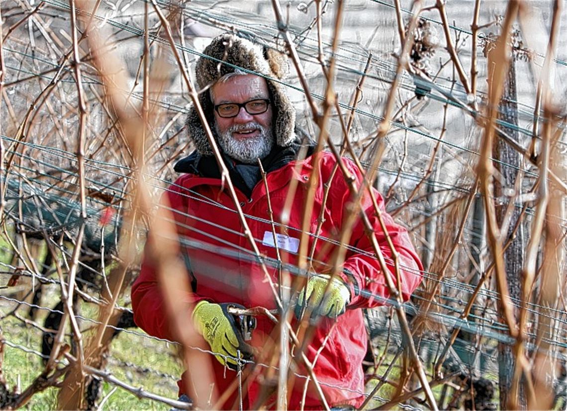 Arbeitsauftakt bei Kaiserwetter: Günter Busch schlüpft bei einem Projekt der Genossenschaftskellerei Roßwag-Mühlhausen in die Rolle des Rebenbändigers.
