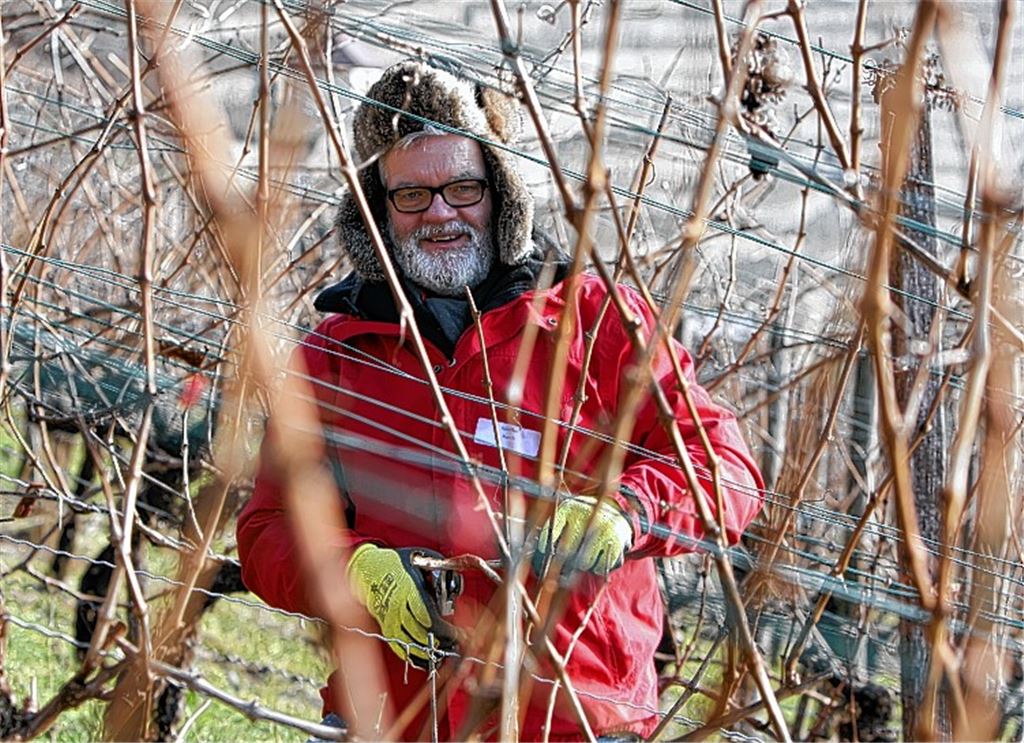 Arbeitsauftakt bei Kaiserwetter: Günter Busch schlüpft bei einem Projekt der Genossenschaftskellerei Roßwag-Mühlhausen in die Rolle des Rebenbändigers.
