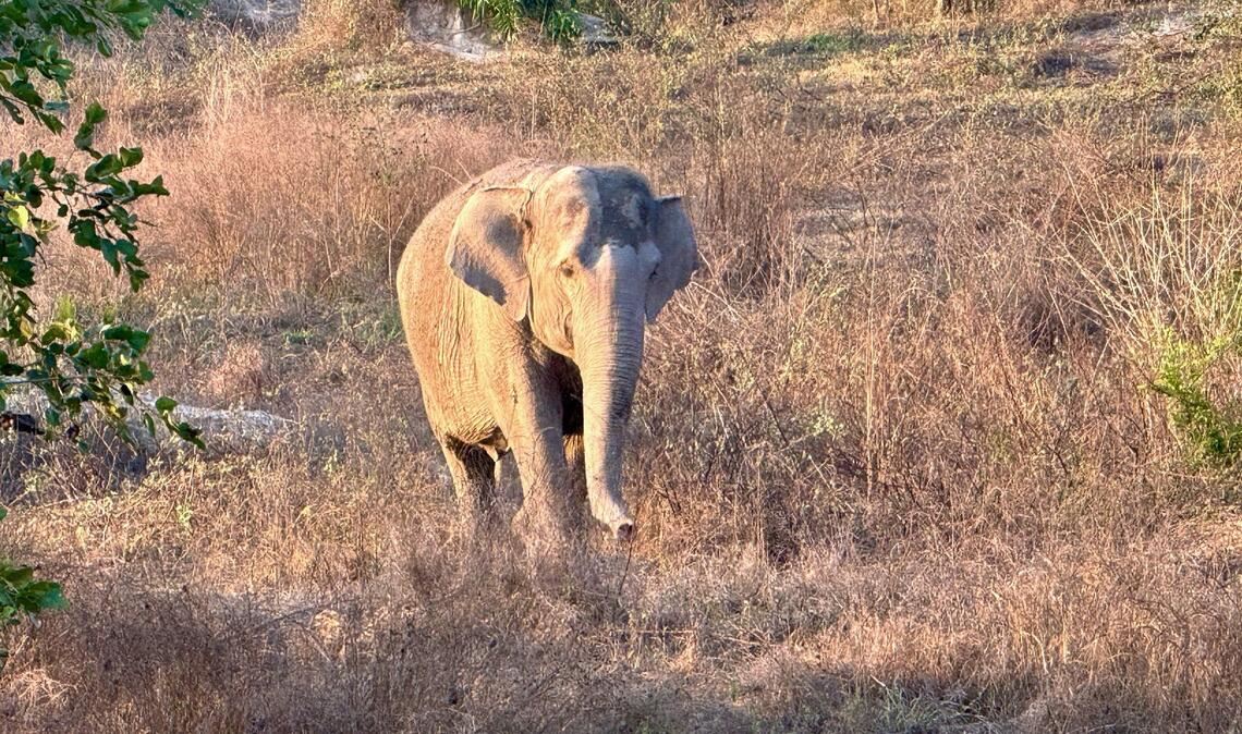 Asiatische Elefanten gelten als stark bedroht. (Archivbild)