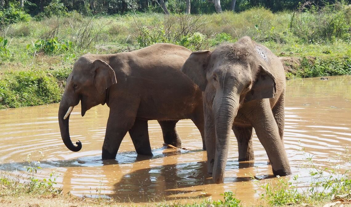 Asiatische Elefanten verlieren immer mehr ihres ursprünglichen Lebensraums. (Archivbild)
