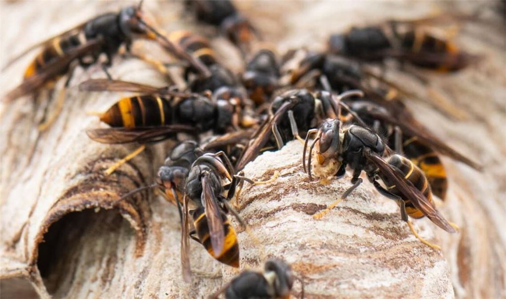 Asiatische Hornissen sitzen auf ihrem Nest.