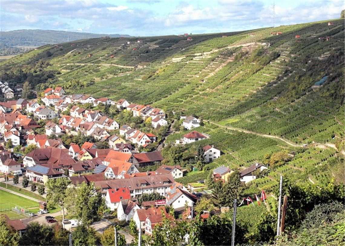 „Lembergerland“ ist am schönsten „Lembergerland“ ist am schönsten