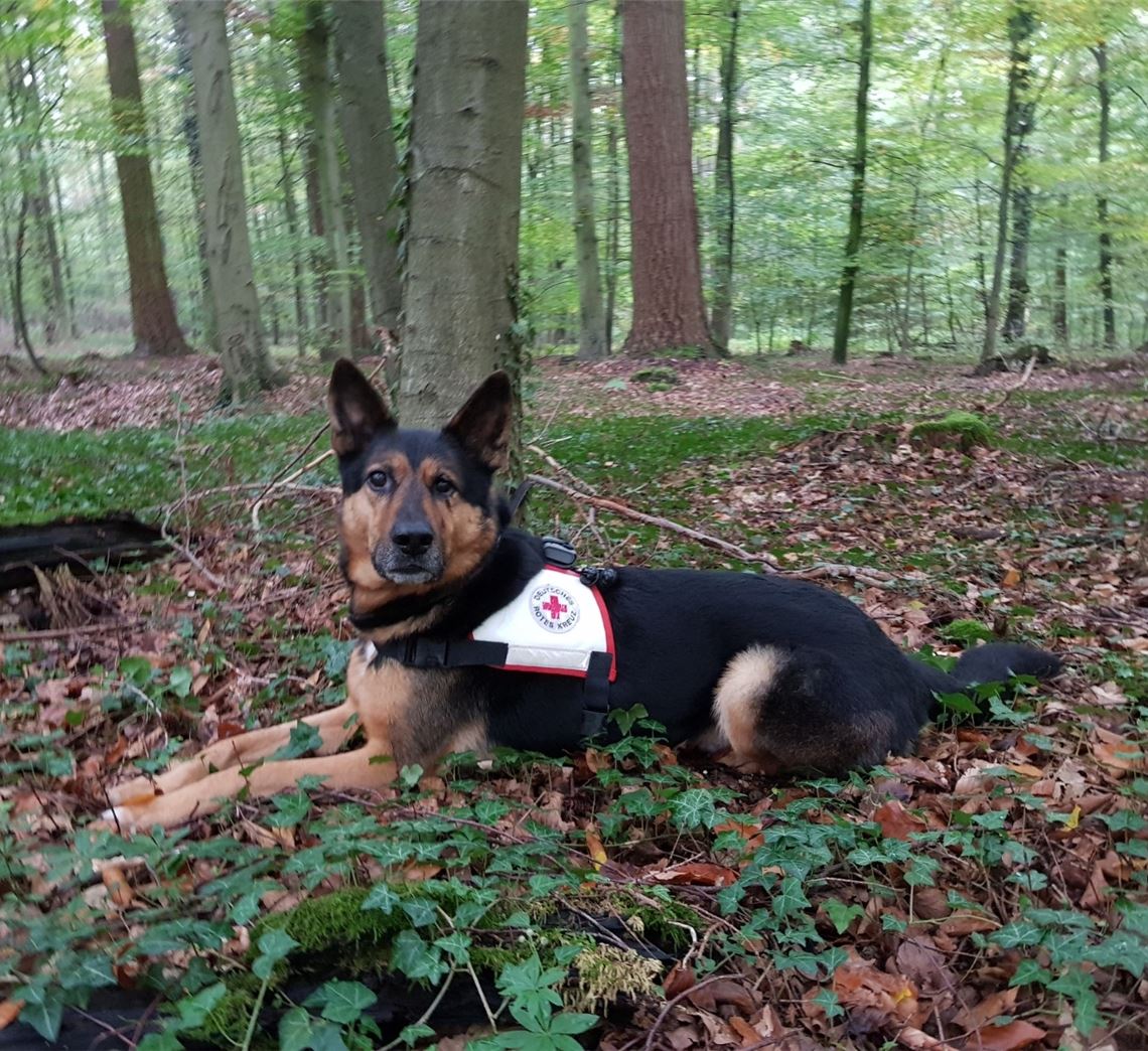 Auch „Alex“ stellt bei der Übung seine Fähigkeiten unter Beweis. Foto: privat