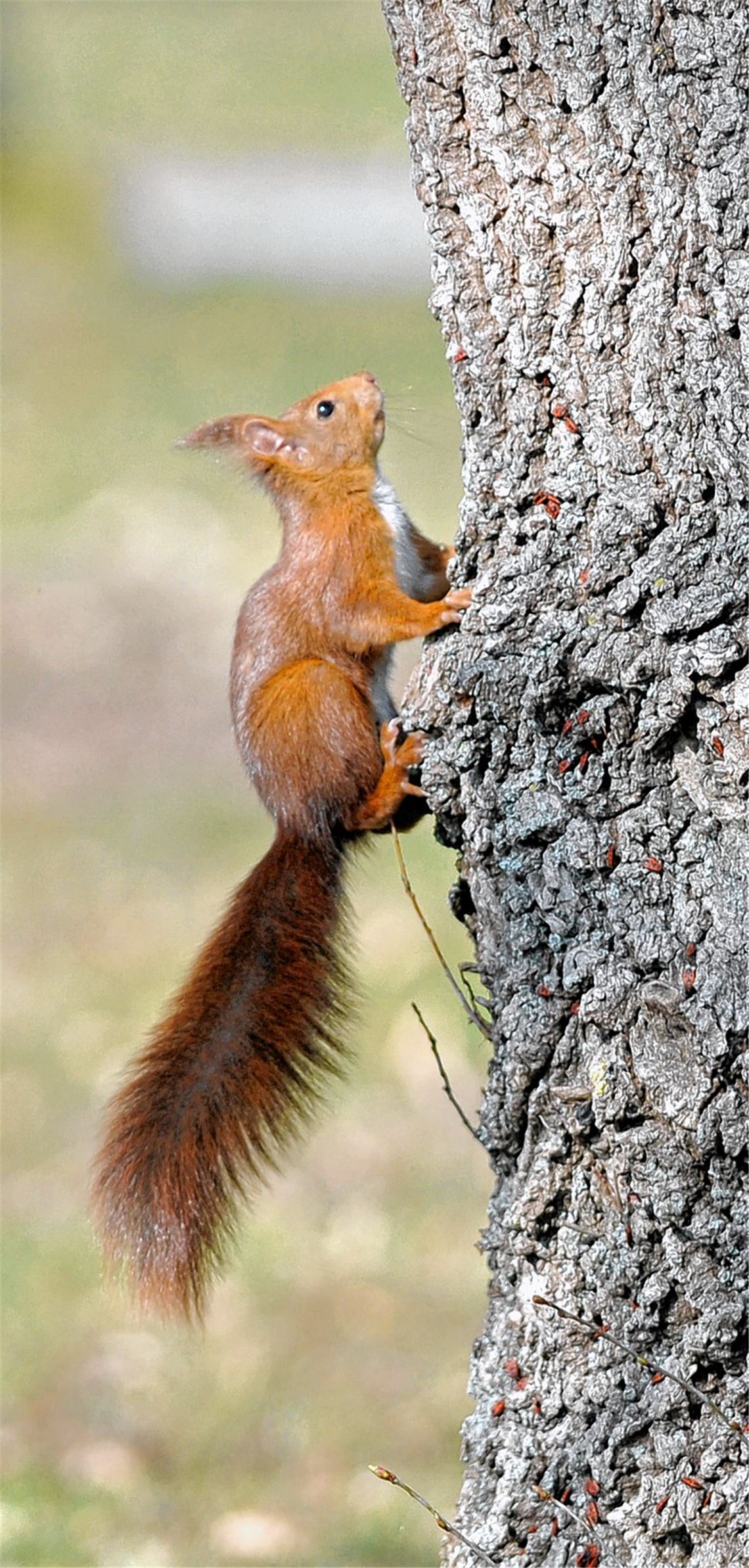 Auch Eichhörnchen genießen die sprichwörtliche Friedhofsstille.