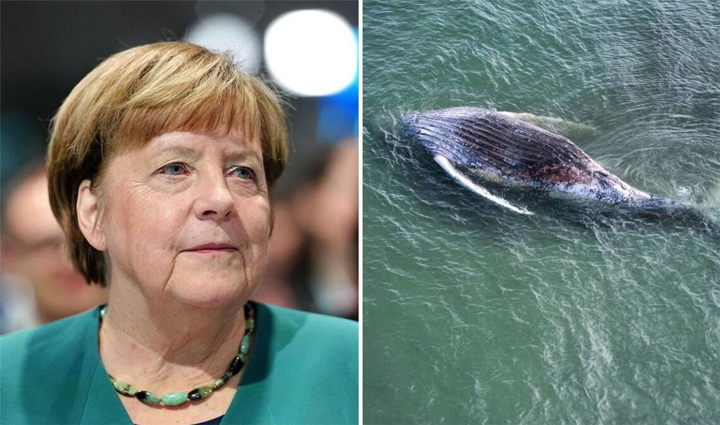 Auch Ex-Bundeskanzlerin Angela Merkel hat das Schicksal von Buckelwal „Timmy“ verfolgt.