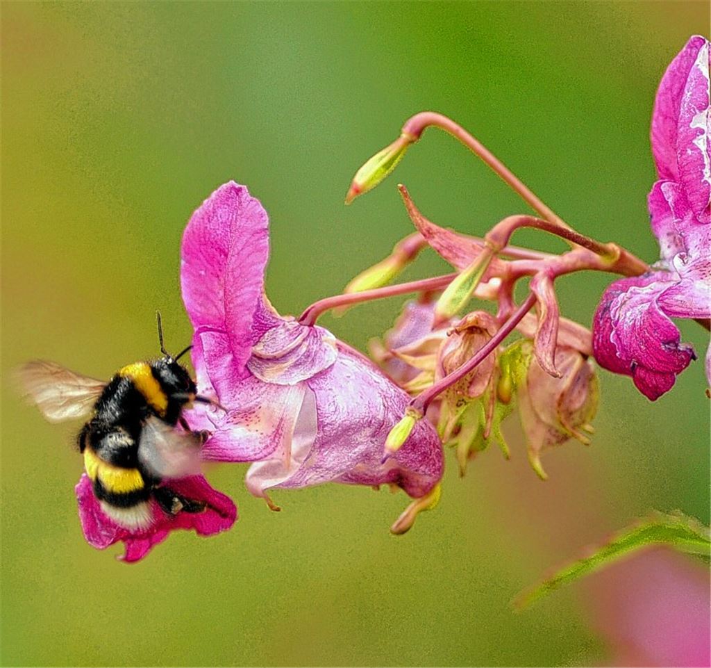 Auch Hummeln sind bedroht. Foto: Lechner