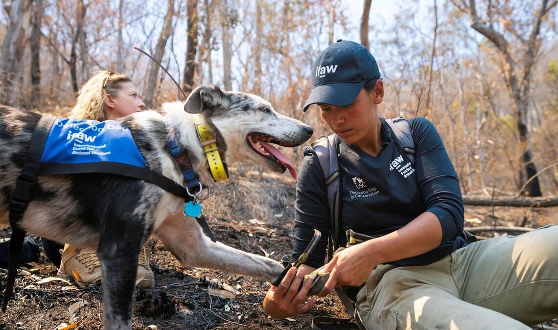 Auch Hunde brauchen bei der Arbeit Schutzkleidung: Bear arbeitete oft mit Hundestiefeln, um seine Pfoten zu schützen. (Archivbild)