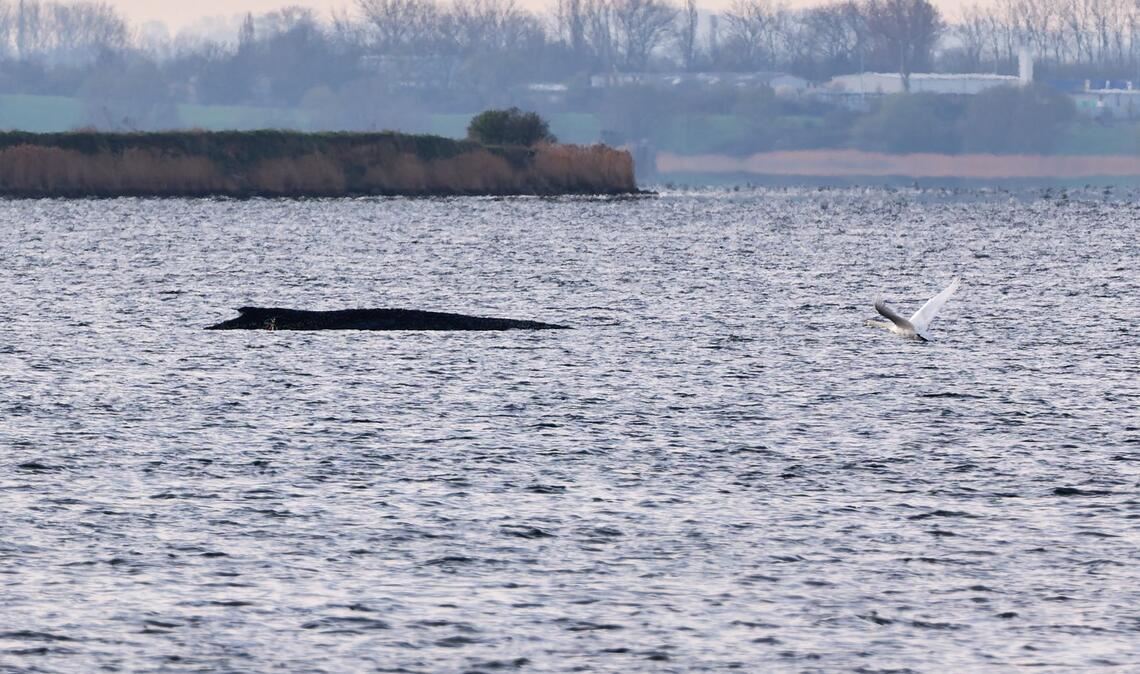 Auch am Freitagmorgen bleibt die Lage des vor der Insel Poel gestrandeten Buckelwals unverändert. (Symbolbild)