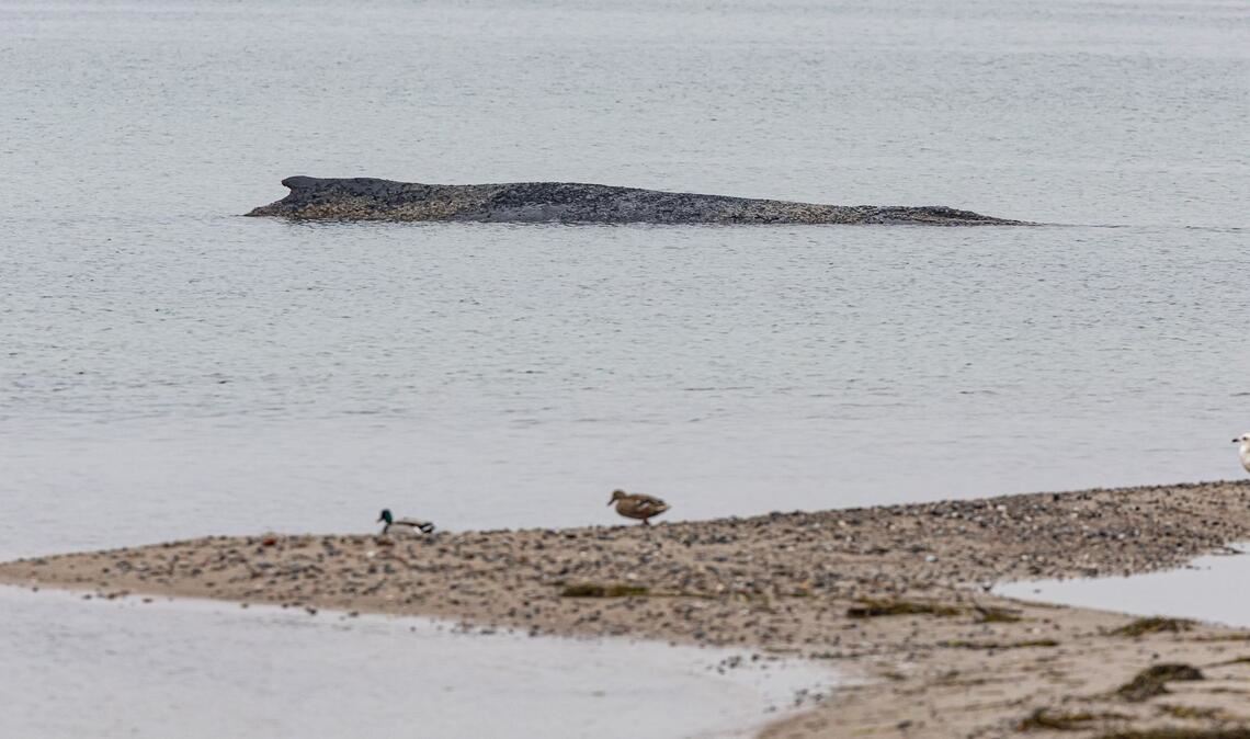 Auch am Morgen lag der Wal auf der Sandbank vor Niendorf.