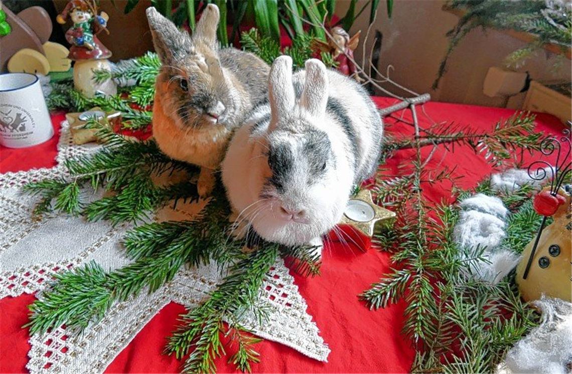 Tiere sind als Geschenke oft ungeeignet