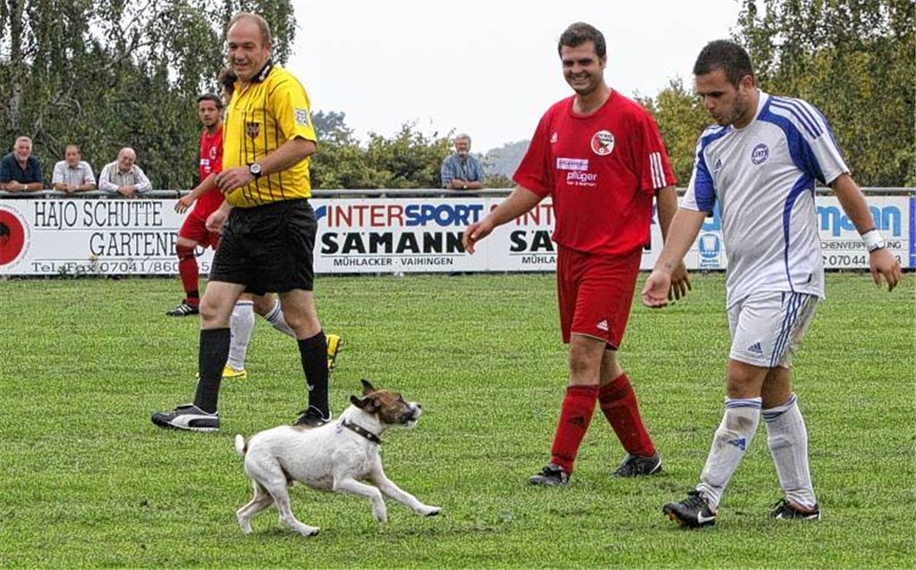 Auch dieser Joker sticht für Wiernsheim (in Rot) gegen die Torfabrik SV Illingen nicht: „Hugo“, der Jack-Russel-Terrier von Wiernsheims Spielertrainer Frank Scheible, hat nach etwa einer Stunde genug vom Zuschauen und will mitspielen.Foto: Eigner