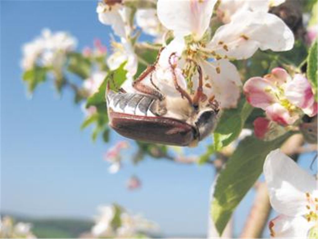 Auch ein Schädling: Der in Kinderliedern besungene Maikäfer, der hierzulande vergleichsweise selten zu sehen ist, fällt in anderen Regionen etwa alle drei bis vier Jahre massenhaft in Obstplantagen ein. Gefürchtet bei den Obstbauern, erklärt der Experte Gerhard Steinecke aus Mühlacker, sei insbesondere der Engerling, der sich im Boden einniste und das Wurzelwerk zerstöre. Foto: p