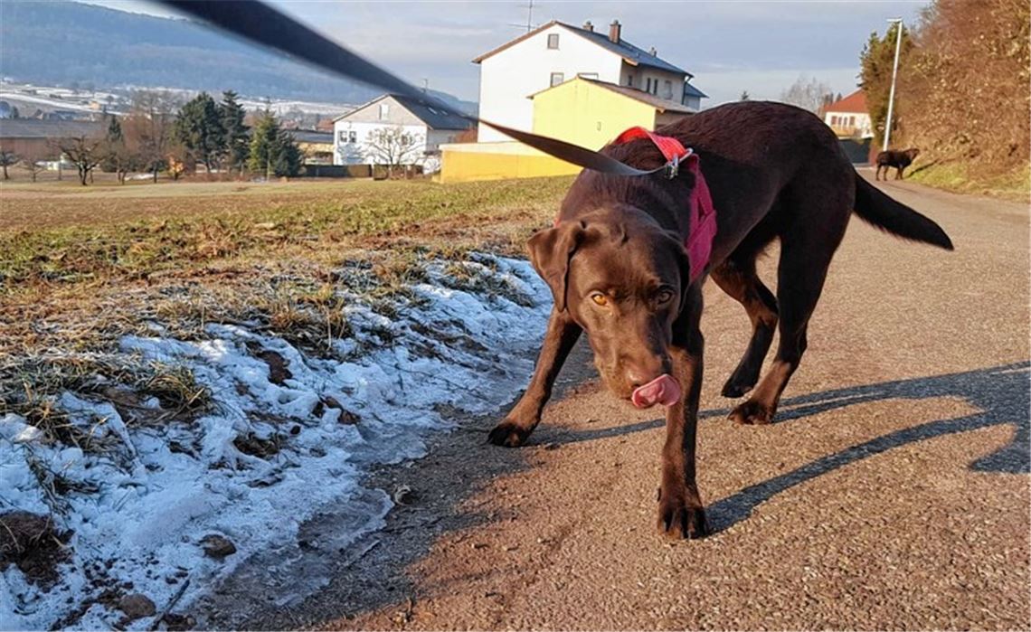 Hundehalter müssen ihr Tier im Griff haben